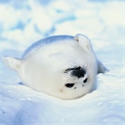 Harp Seal