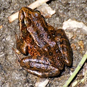 California Red-Legged Frog