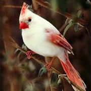 Cardinal