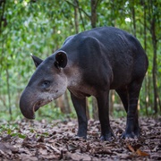 Baird&#39;s Tapir