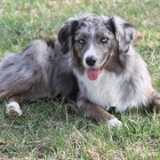 Miniature American Shepherd