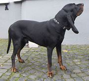 Black and Tan Coonhound