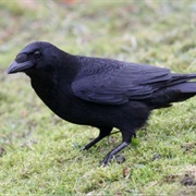 Carrion Crow