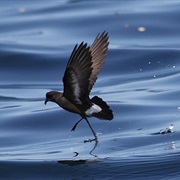 European Storm-Petrel