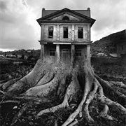 House With Roots