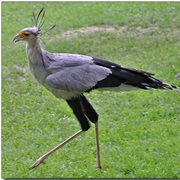 Secretary Bird (Sudan)