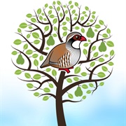 A Partridge in a Pear Tree