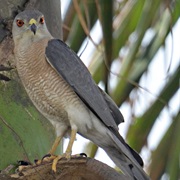 Shikra