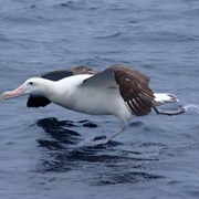 Tristan Albatross Running on Water for Take Off