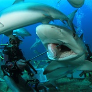 Shark Rodeo at Walker&#39;s Caye