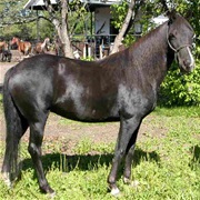 North American Single-Footing Horse