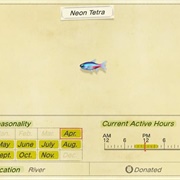 Neon Tetra