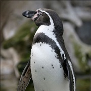 Humboldt Penguin