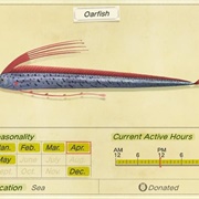 Oarfish