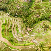 Walk the Tegalang Rice Terraces, Indonesia