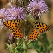 Queen of Spain Fritillary