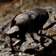 Dung Beetle