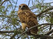 Pel&#39;s Fishing Owl