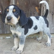 Bluetick Coonhound