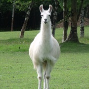 Llama