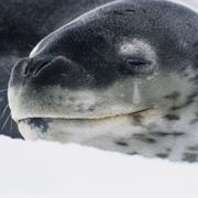 Leopard Seal