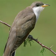 Cuckoo