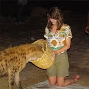 Feeding Hyena in Harar