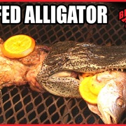 Stuffed Alligator