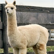 Huacaya Alpaca