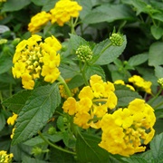 See Gold Lantana