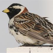 Lapland Longspur