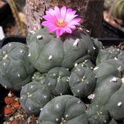 Peyote