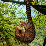 Long-Tailed Pangolin