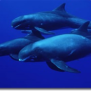 Long-Finned Pilot Whale