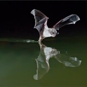 Long-Fingered Bat