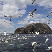 Bass Rock, Scotland, UK