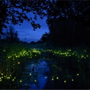 Fireflies