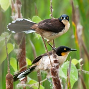 Black-Capped Donacobius (Donacobius Atricapilla)