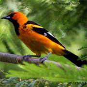 Baltimore Oriole