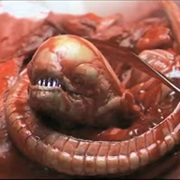 Xenomorph Larvae