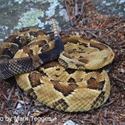 Timber Rattlesnake