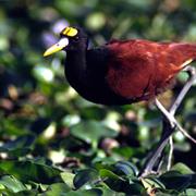 Northern Jacana