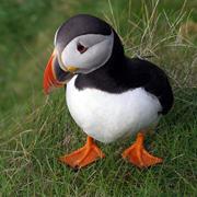 Puffin