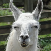 Llama