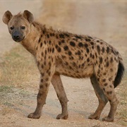Hyenas Regularly Eat the Feces of Other Animals.