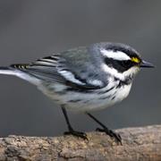 Black-Throated Gray Warbler