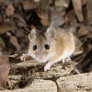 Cozumel Harvest Mouse