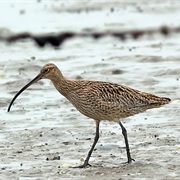 Far Eastern Curlew