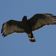 Zone-Tailed Hawk