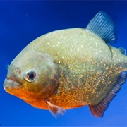 Red-Bellied Piranha